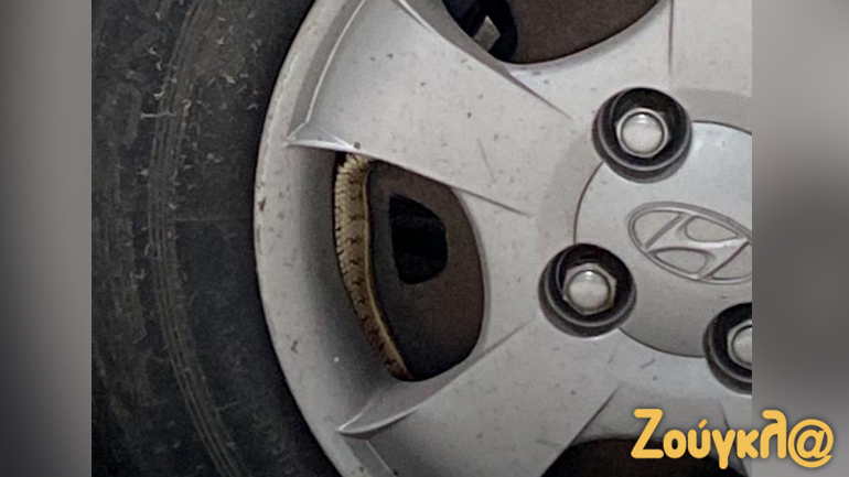 Φίδια… παντού στη Θεσσαλονίκη